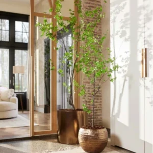 tropaeolum-plant-groen